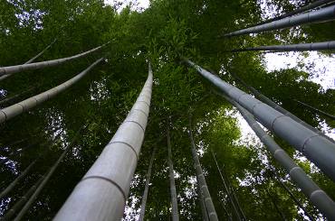 104-tikurin.jpg