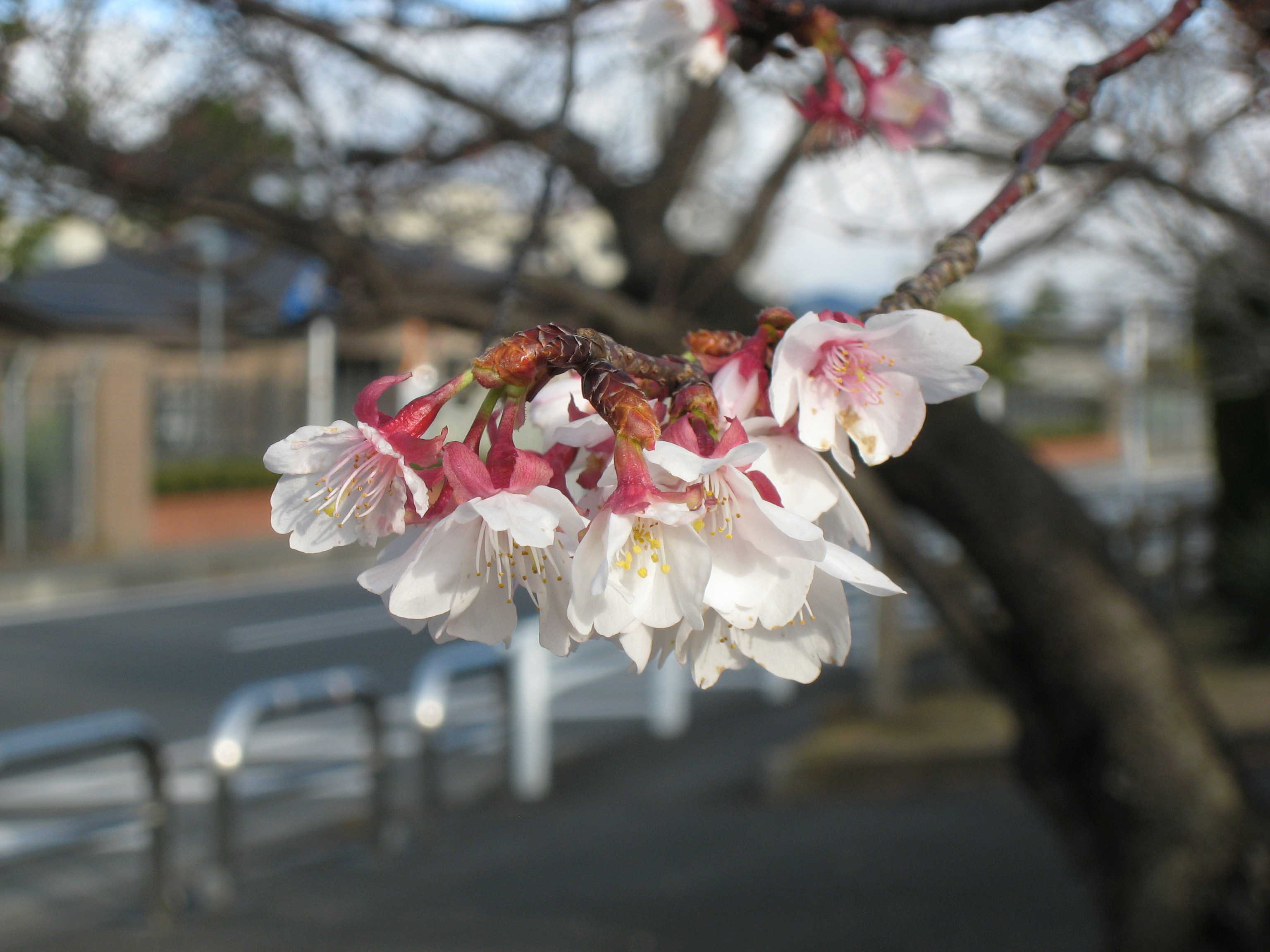 桜.jpg