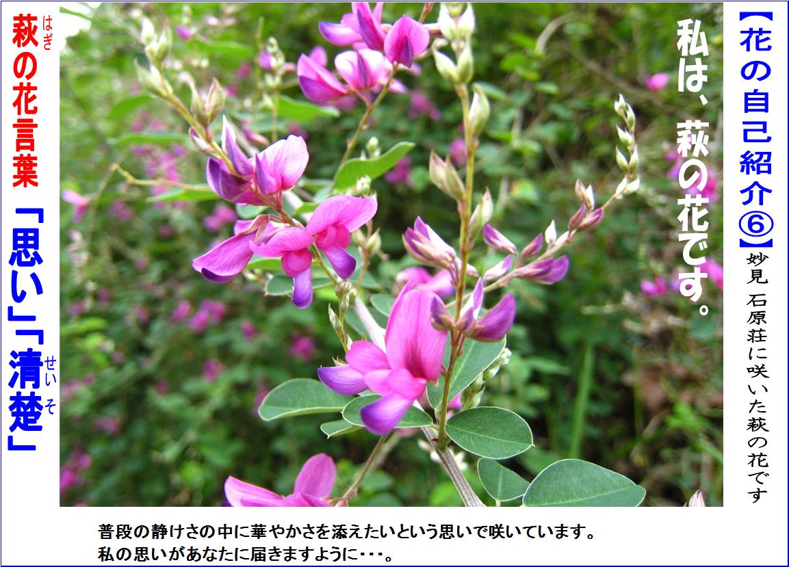 萩の花.JPG