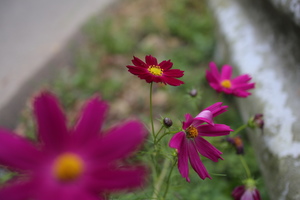 IMG_0071.JPG